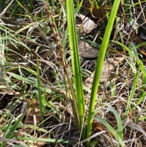 Lomandra longifolia at The Pinnacle - 13 Apr 2024