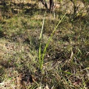 Lomandra longifolia at The Pinnacle - 13 Apr 2024