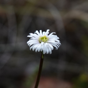 Lagenophora gracilis at Marulan, NSW - suppressed