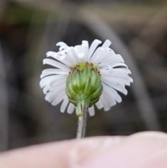 Lagenophora gracilis at Marulan, NSW - suppressed