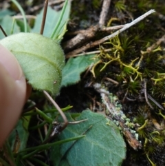 Lagenophora gracilis at Marulan, NSW - suppressed