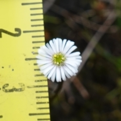 Lagenophora gracilis at Marulan, NSW - suppressed