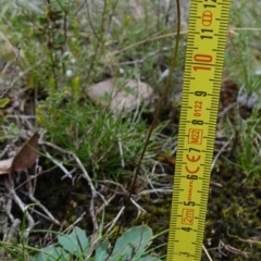 Lagenophora gracilis at Marulan, NSW - suppressed