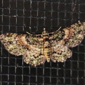 Chloroclystis catastreptes at Hawker, ACT - 12 Apr 2024