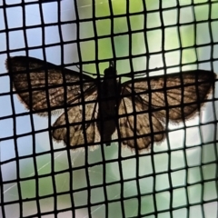 Chloroclystis catastreptes at Hawker, ACT - 12 Apr 2024