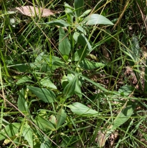 Centranthus ruber at Hall, ACT - 30 Mar 2024