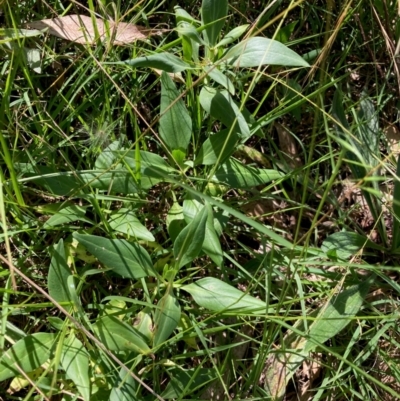 Centranthus ruber (Red Valerian, Kiss-me-quick, Jupiter's Beard) at Hall, ACT - 30 Mar 2024 by Rosie