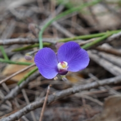 Comesperma defoliatum (Leafless Milkwort) at Marulan, NSW - 8 Apr 2024 by RobG1