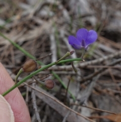 Comesperma defoliatum at Marulan, NSW - suppressed