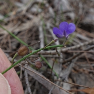 Comesperma defoliatum at Marulan, NSW - suppressed