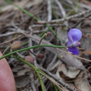 Comesperma defoliatum at Marulan, NSW - suppressed