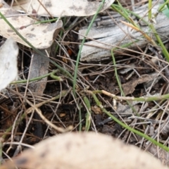 Comesperma defoliatum at Marulan, NSW - suppressed