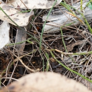 Comesperma defoliatum at Marulan, NSW - suppressed