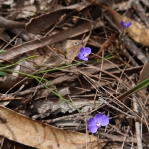 Comesperma defoliatum at Marulan, NSW - suppressed