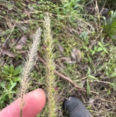 Setaria parviflora (Slender Pigeon Grass) at Kangaroo Valley, NSW - 13 Apr 2024 by lbradley