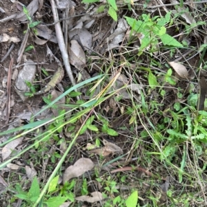 Setaria parviflora at Kangaroo Valley, NSW - 13 Apr 2024