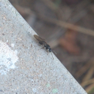 Formicidae (family) at Lyons, ACT - 13 Apr 2024