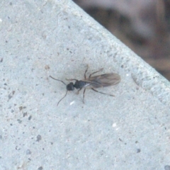 Notoncus sp. (genus) at Lyons, ACT - 13 Apr 2024 05:28 PM