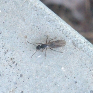 Formicidae (family) at Lyons, ACT - 13 Apr 2024