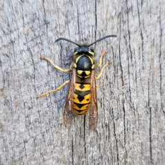 Vespula germanica (German Yellowjacket Wasp (also known as European Wasp)) at QPRC LGA - 13 Apr 2024 by MatthewFrawley