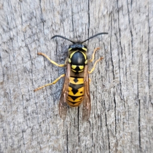 Vespula germanica at QPRC LGA - 13 Apr 2024