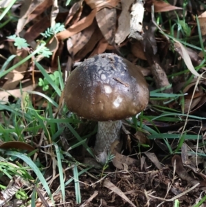 Amanita sp. at QPRC LGA - 13 Apr 2024