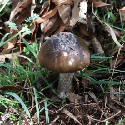 Amanita sp. (Amanita sp.) at QPRC LGA - 13 Apr 2024 by LisaH