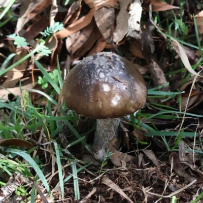 Unidentified Cap on a stem; gills below cap [mushrooms or mushroom-like] at QPRC LGA - 13 Apr 2024 by LisaH