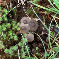 Unidentified Fungus at Mongarlowe River - 13 Apr 2024 by LisaH