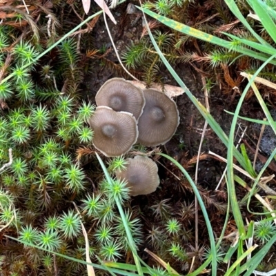 Unverified Fungus by LisaH