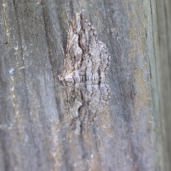 Syneora strixata (Long-winged Bark Moth) by LisaH