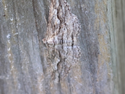 Syneora strixata (Long-winged Bark Moth) by LisaH