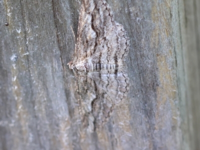 Syneora strixata (Long-winged Bark Moth) at QPRC LGA - 13 Apr 2024 by LisaH