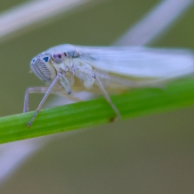 Unidentified Leafhopper or planthopper (Hemiptera, several families) at Mongarlowe, NSW - 13 Apr 2024 by LisaH