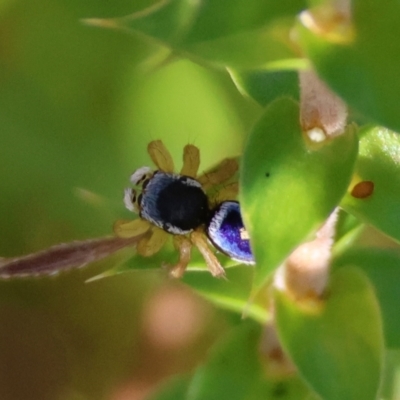 Maratus hesperus (Venus Peacock Spider) at QPRC LGA - 13 Apr 2024 by LisaH