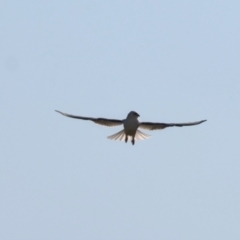 Elanus axillaris (Black-shouldered Kite) at Braidwood, NSW - 13 Apr 2024 by LisaH