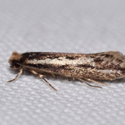 Tineidae (family) (Clothes moths (Tineidae)) at Jerrabomberra, NSW - 11 Apr 2024 by DianneClarke