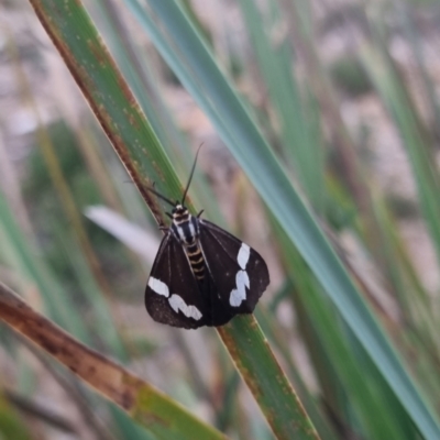 Nyctemera amicus (Senecio Moth, Magpie Moth, Cineraria Moth) at Bungendore, NSW - 13 Apr 2024 by clarehoneydove