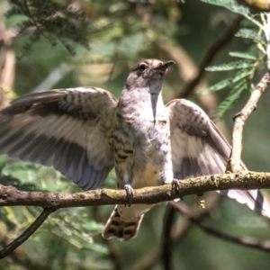 Chrysococcyx lucidus (Shining Bronze-Cuckoo) at Poowong East, VIC by Petesteamer