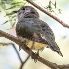 Chrysococcyx lucidus at Poowong East, VIC - 2 Feb 2019