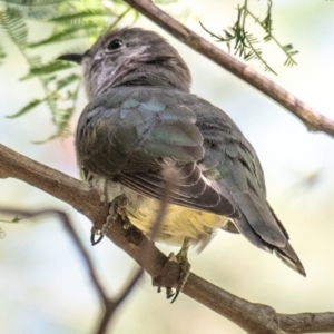 Chrysococcyx lucidus at Poowong East, VIC - 2 Feb 2019