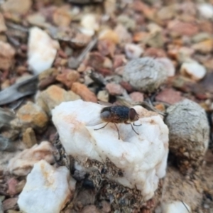 Calliphora sp. (genus) at QPRC LGA - suppressed