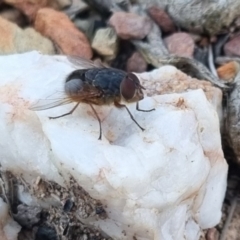 Calliphora sp. (genus) at QPRC LGA - suppressed