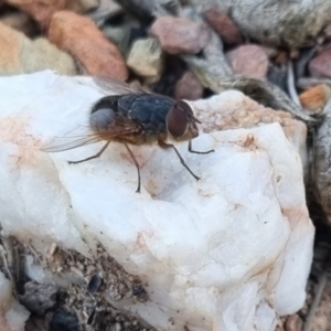 Calliphora sp. (genus) at QPRC LGA - suppressed