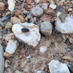 Calliphora sp. (genus) at QPRC LGA - suppressed