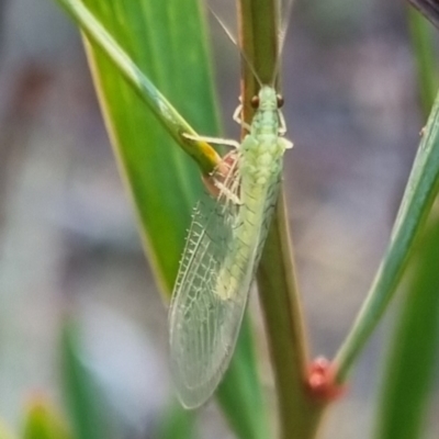 Chrysopidae (family) (Unidentified Green lacewing) at QPRC LGA - 13 Apr 2024 by clarehoneydove