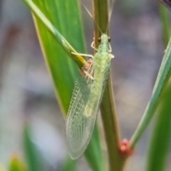 Unidentified Green Lacewing (Chrysopidae) at Bungendore, NSW - 13 Apr 2024 by clarehoneydove