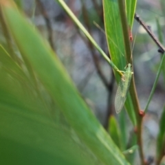 Chrysopidae (family) at QPRC LGA - 13 Apr 2024