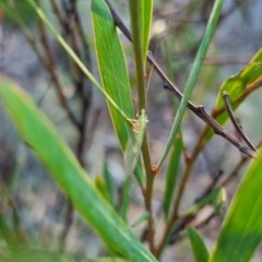 Chrysopidae (family) at QPRC LGA - suppressed