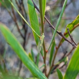 Chrysopidae (family) at QPRC LGA - 13 Apr 2024